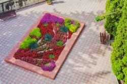 Цветы Цветы