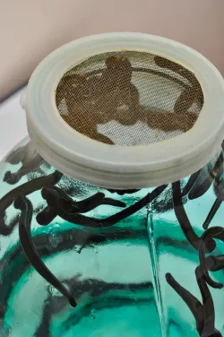 Гирудотерапия Гирудотерапия