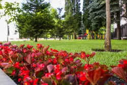 Клумбы Клумбы