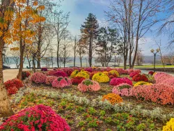 Клумбы на территории Клумбы на территории