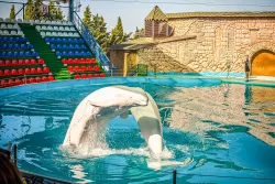 Дельфинарий Дельфинарий