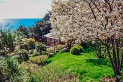 Японский сад