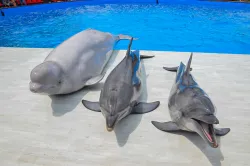 Дельфинарий «Flipper»