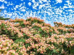 Территория