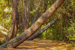 Территория