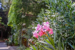 Территория