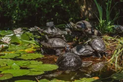 Территория