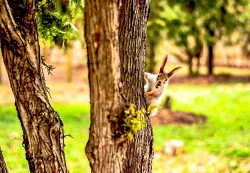 Территория