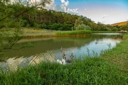 Уточки на территории Уточки на территории