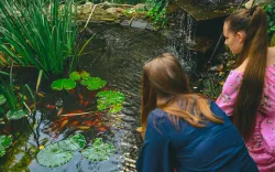 Территория