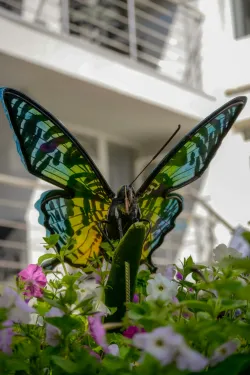 Территория