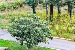 Территория